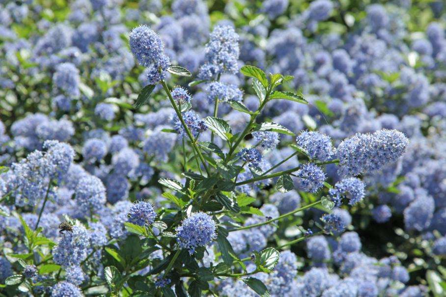 découvrez comment choisir et entretenir vos arbustes sur tiges pour embellir votre jardin avec élégance et facilité.