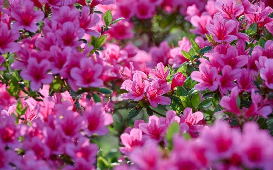 découvrez comment cultiver et entretenir l'azalée de chine pour embellir votre jardin avec ses fleurs colorées et son feuillage élégant.