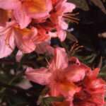 Tout savoir sur l’azalée de chine : conseils de culture et d’entretien