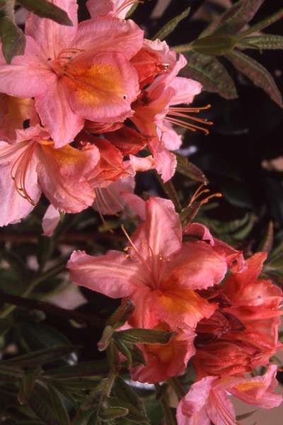 découvrez comment cultiver et entretenir l'azalée de chine pour profiter de ses fleurs éclatantes toute l'année. conseils pratiques et astuces de jardinage.