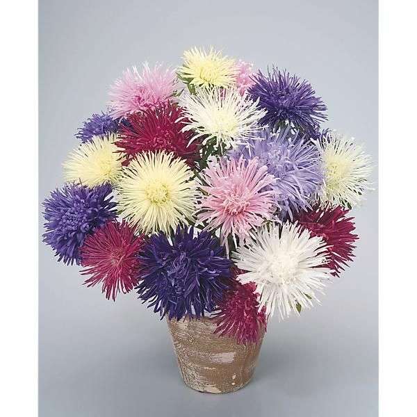 découvrez comment choisir et entretenir un bouquet de marguerites pour en profiter longtemps. conseils pratiques pour sublimer vos marguerites fraîches.