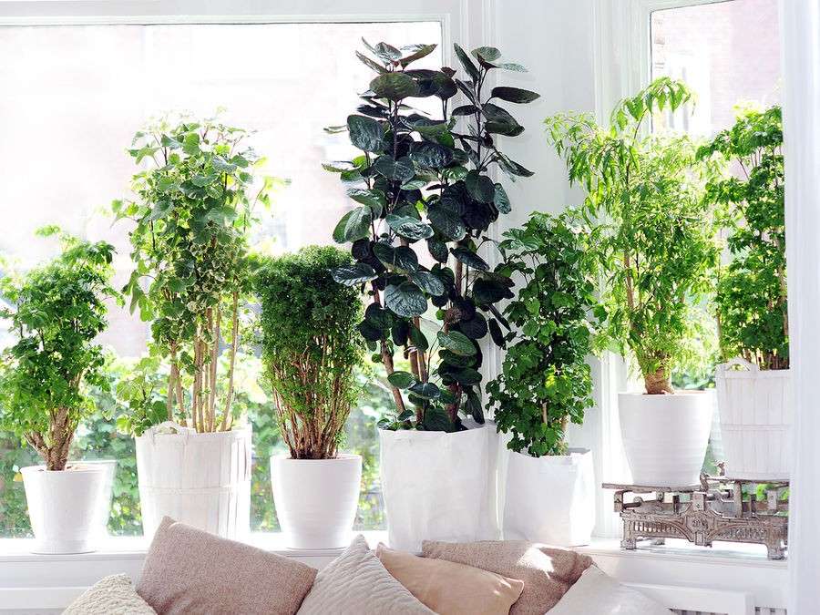 découvrez comment choisir et entretenir vos plantes d'intérieur roses pour apporter couleur et fraîcheur à votre intérieur en toute simplicité.