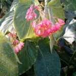 Plantes d&rsquo;intérieur fleurie rose : comment les choisir et en prendre soin