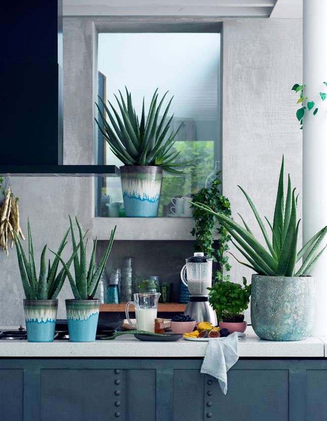 découvrez nos conseils essentiels pour l'entretien de votre aloe vera en pot et profitez d'une plante saine et vigoureuse toute l'année.