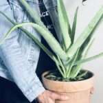 Entretien aloe vera en pot : conseils pratiques pour une plante saine