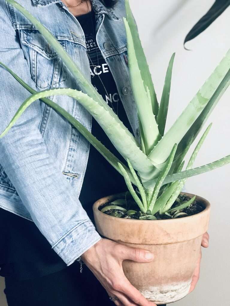 découvrez comment entretenir votre aloe vera en pot facilement : conseils d'arrosage, exposition idéale et astuces pour une plante saine et vigoureuse.
