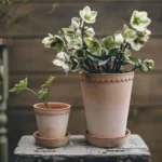 Entretien de la rose de noël : conseils pour une plante en pleine santé