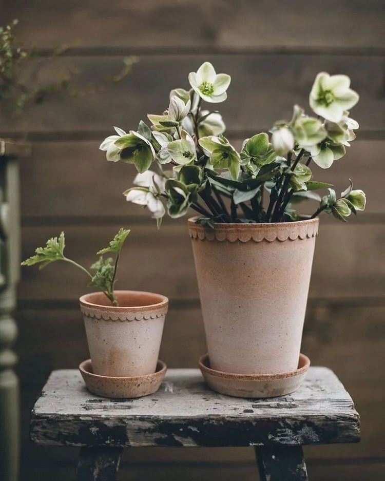 découvrez nos conseils pratiques pour l'entretien de la rose de noël et profitez d'une plante saine et florissante durant la saison hivernale.