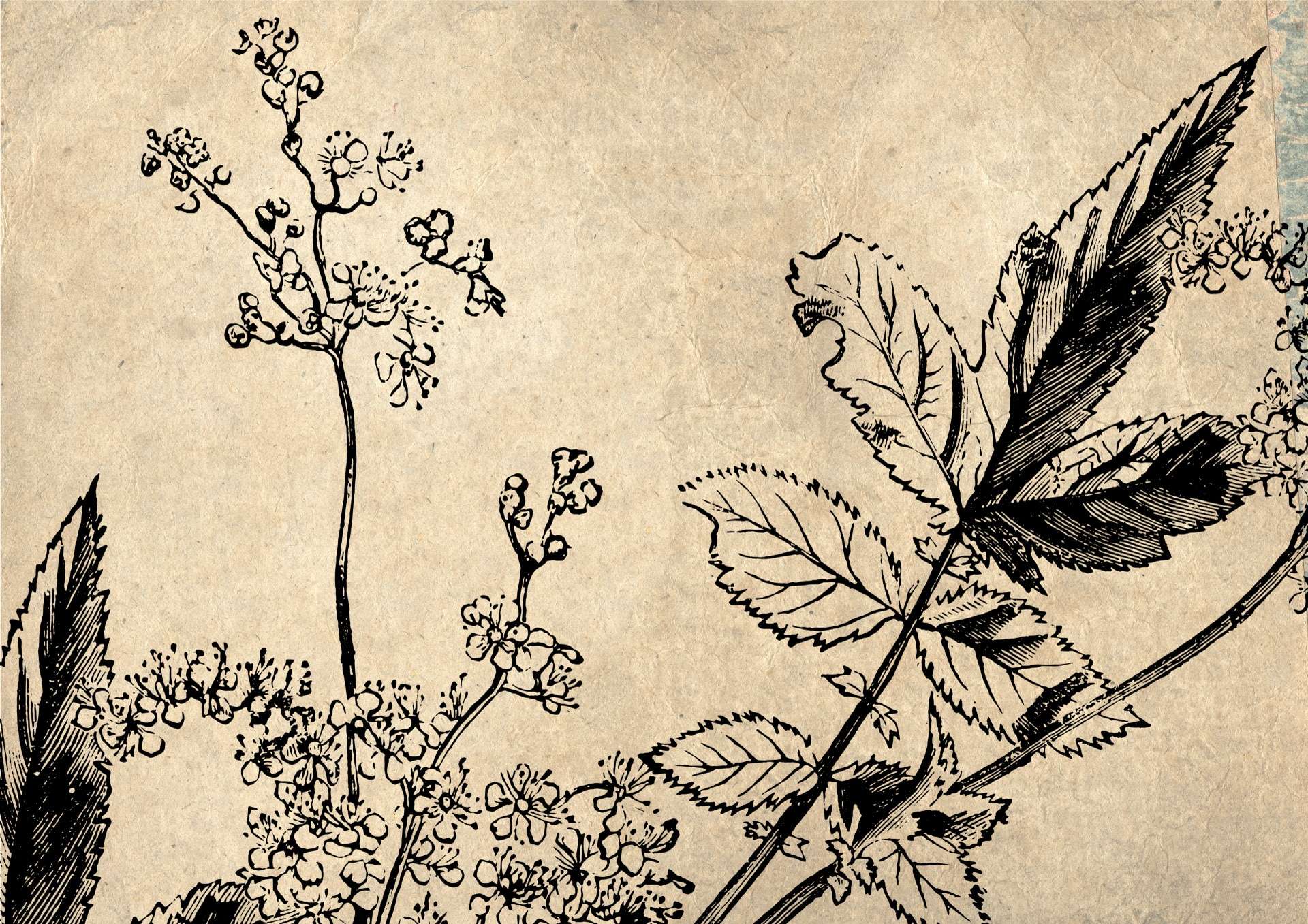 découvrez les bienfaits et les conseils de culture de la fleur des prés pour embellir votre jardin et profiter de ses vertus naturelles.