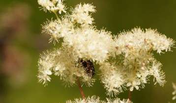 découvrez les bienfaits de la fleur des prés et apprenez comment la cultiver facilement dans votre jardin pour profiter de ses vertus naturelles.