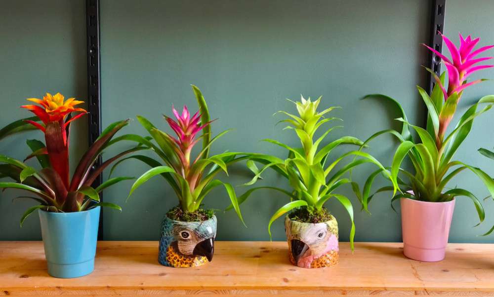 découvrez les fleurs exotiques, leurs noms uniques et leurs caractéristiques étonnantes pour embellir votre jardin ou intérieur.