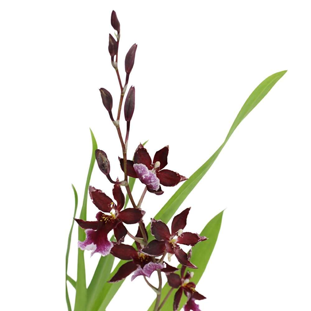 découvrez comment entretenir votre orchidée cambria nelly isler avec nos conseils pratiques pour favoriser sa croissance et sa floraison.