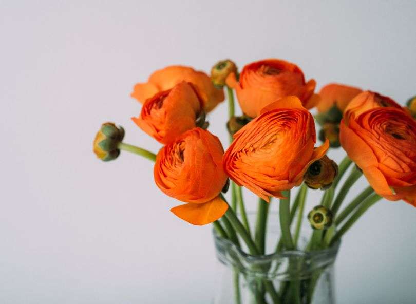 découvrez la signification des couleurs des fleurs et leur symbolique pour choisir le bouquet parfait selon vos émotions et occasions.