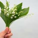 Bouquet de muguet pour le 1er Mai : traditions et idées de composition