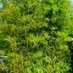 Comment entretenir un bambou en pot extérieur pour qu’il prospère