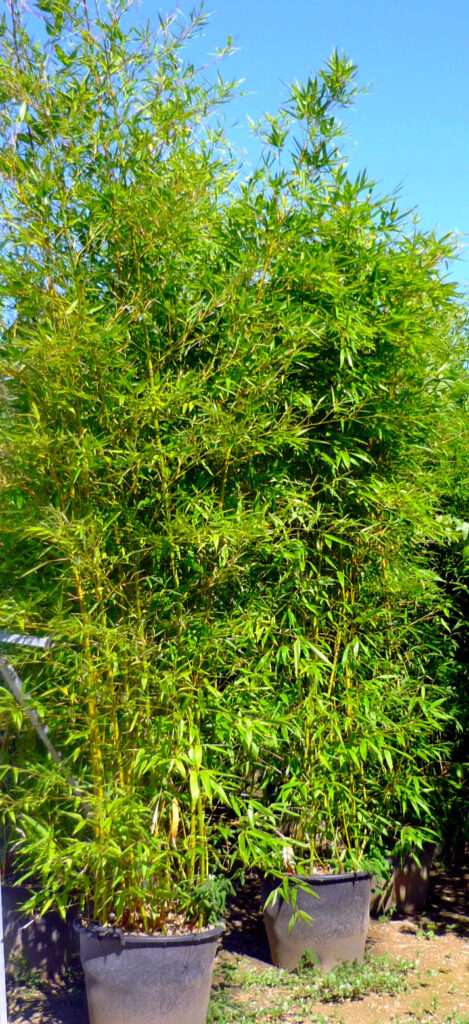 découvrez comment entretenir facilement un bambou en pot à l'extérieur pour qu'il reste vert et vigoureux toute l'année.