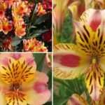 Fiche technique de l&rsquo;alstroemeria : tout ce qu&rsquo;il faut savoir