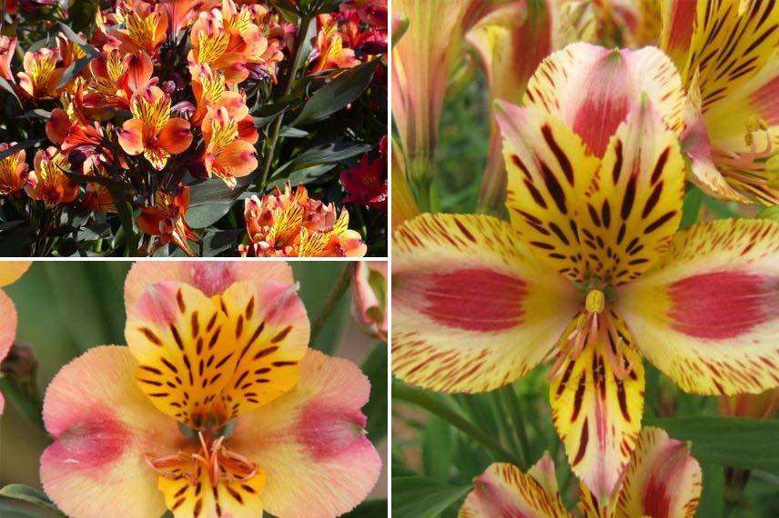 découvrez la fiche technique complète de l'alstroemeria : caractéristiques, entretien, conseils de culture et informations pour sublimer cette magnifique fleur dans votre jardin.