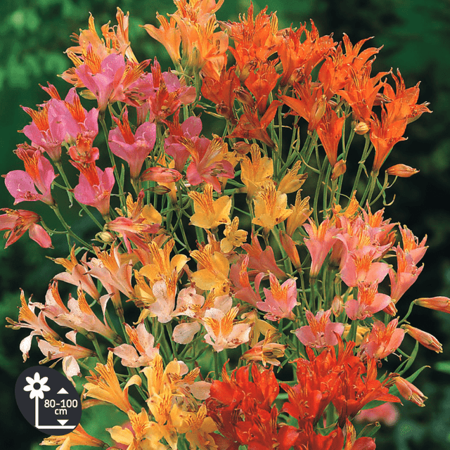 découvrez la fiche technique complète de l'alstroemeria : caractéristiques, entretien, conseils de culture et utilisation de cette fleur délicate et colorée.
