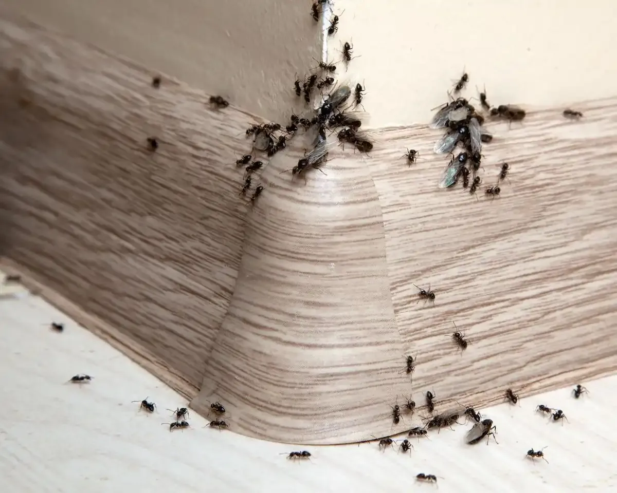 découvrez comment identifier et éliminer efficacement les insectes noirs dans votre maison grâce à nos conseils pratiques et méthodes naturelles.