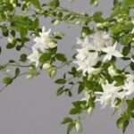 Tout savoir sur le jasmin étoilé en pot : entretien et conseils de culture