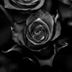 Tout savoir sur la rose noire : origines, symbolique et culture