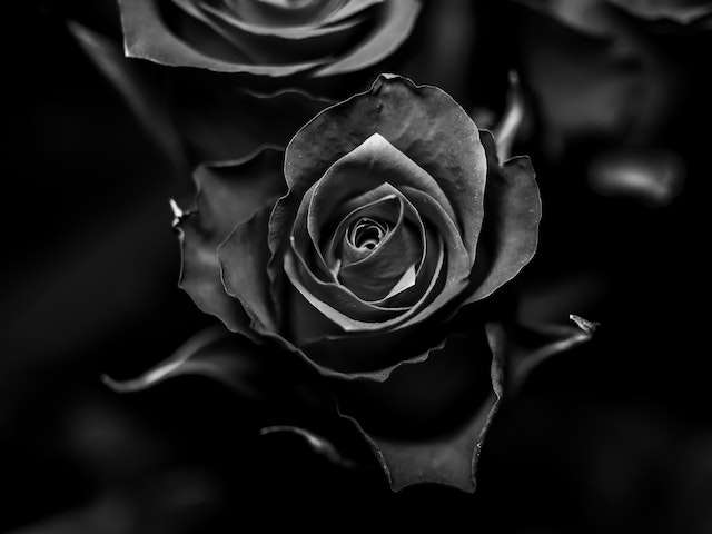 découvrez les origines mystérieuses et la symbolique profonde de la rose noire, un emblème unique de beauté, de mystère et d'élégance.