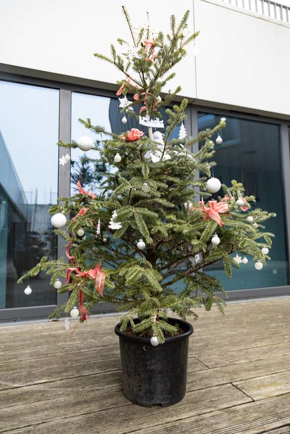 découvrez la symbolique du sapin de noël, ses origines, ses traditions et sa signification dans les fêtes de fin d'année.