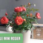 Entretien mini rosier d&rsquo;intérieur : conseils pour garder votre plante en bonne santé