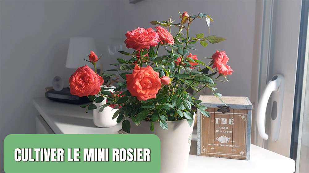 découvrez nos conseils pratiques pour l'entretien de votre mini rosier d'intérieur et assurez-lui une floraison éclatante toute l'année.