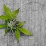 Botanique et bien-être : à la découverte des propriétés fascinantes de la fleur de chanvre