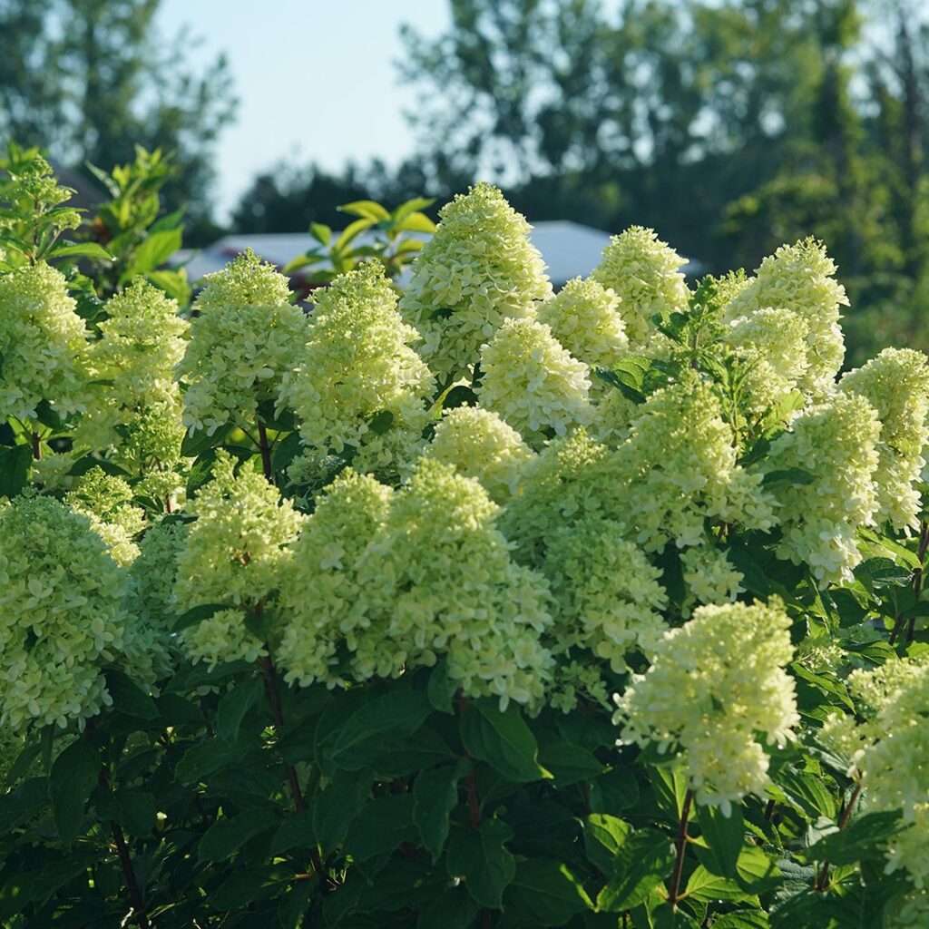 découvrez notre guide d'entretien complet pour l'hydrangea limelight et apprenez à prendre soin de cet arbuste aux fleurs éclatantes tout au long de l'année.