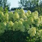Hydrangea paniculata limelight : guide complet pour bien l&rsquo;entretenir