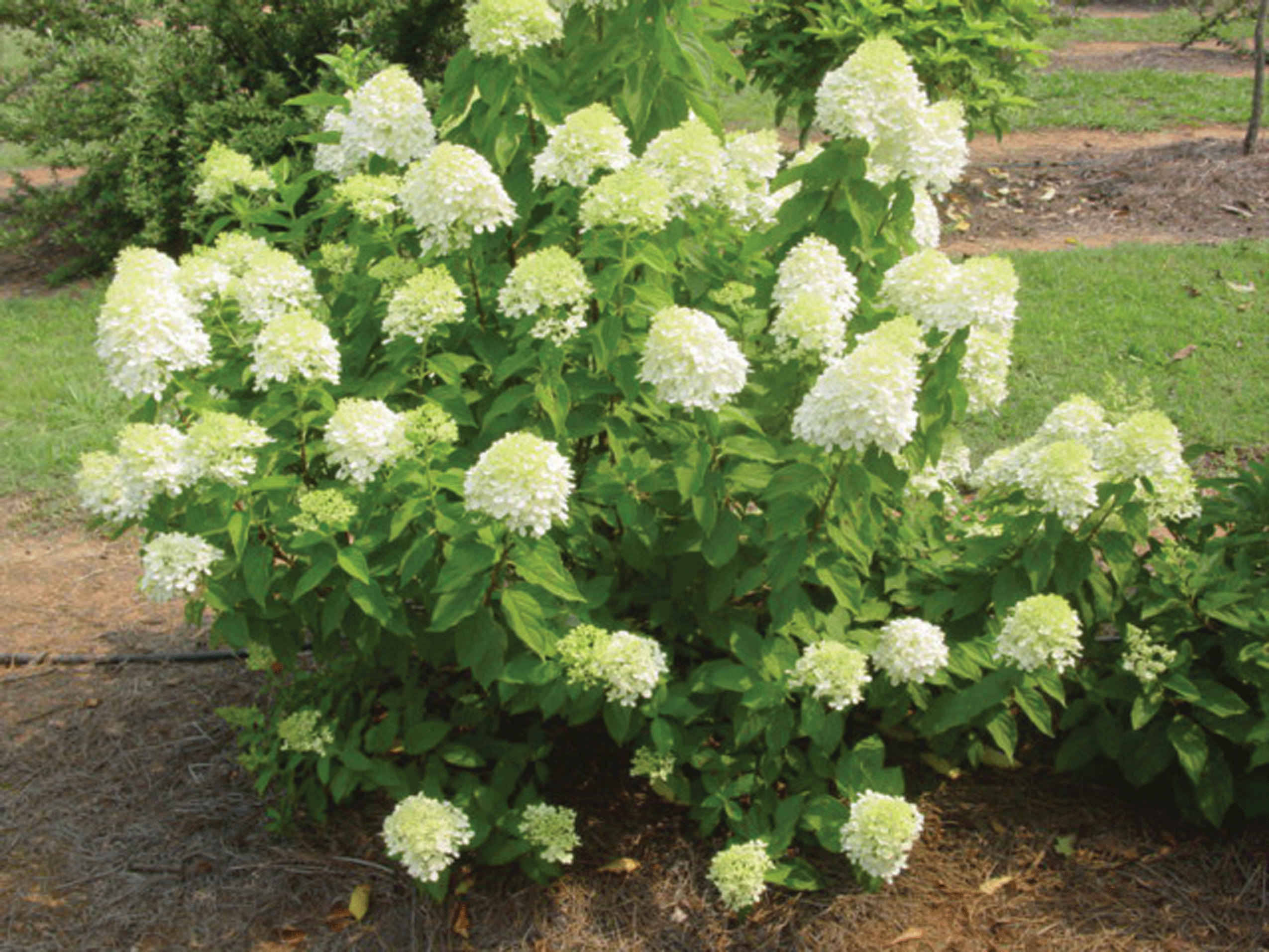 découvrez notre guide complet pour l'entretien de l'hydrangea limelight : conseils pratiques pour sa culture, arrosage, taille et protection tout au long de l'année.