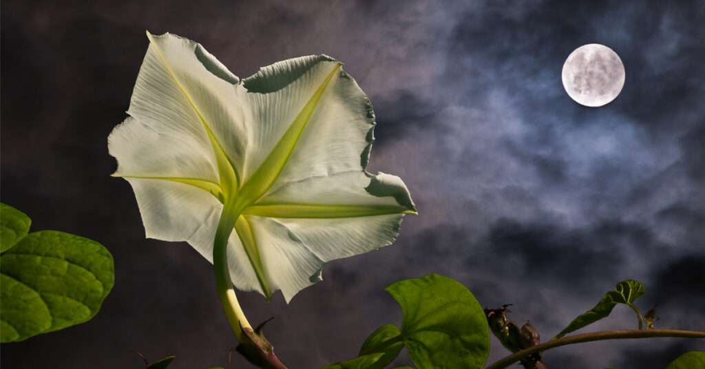 découvrez les astuces pour jardiner avec la lune et profitez des cycles lunaires pour optimiser la croissance de vos plantes et récoltes.