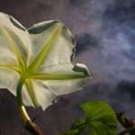 Jardiner avec la lune : astuces pour un potager en pleine croissance