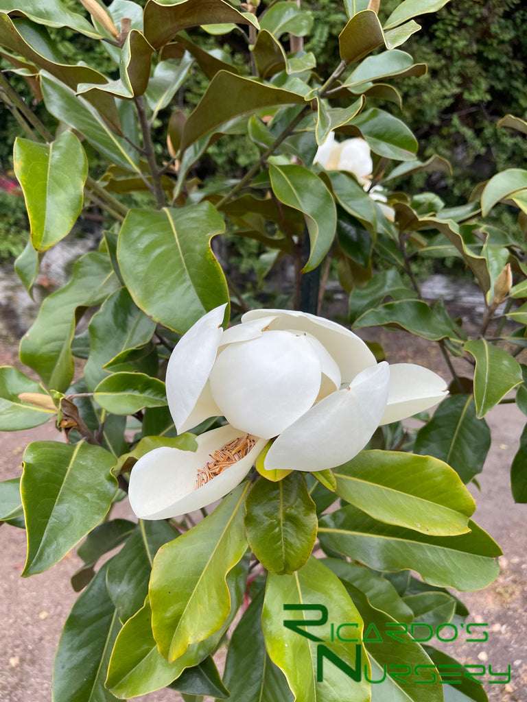 découvrez comment choisir et entretenir le magnolia little gem pour une beauté durable dans votre jardin. conseils pratiques et astuces d'entretien.