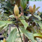 Magnolia little gem : conseils pour choisir et entretenir cet arbre d&rsquo;ornement