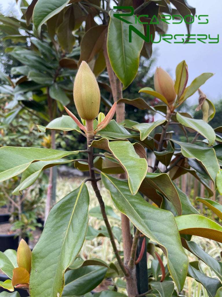 découvrez comment choisir et entretenir le magnolia little gem pour un jardin florissant et élégant toute l'année.
