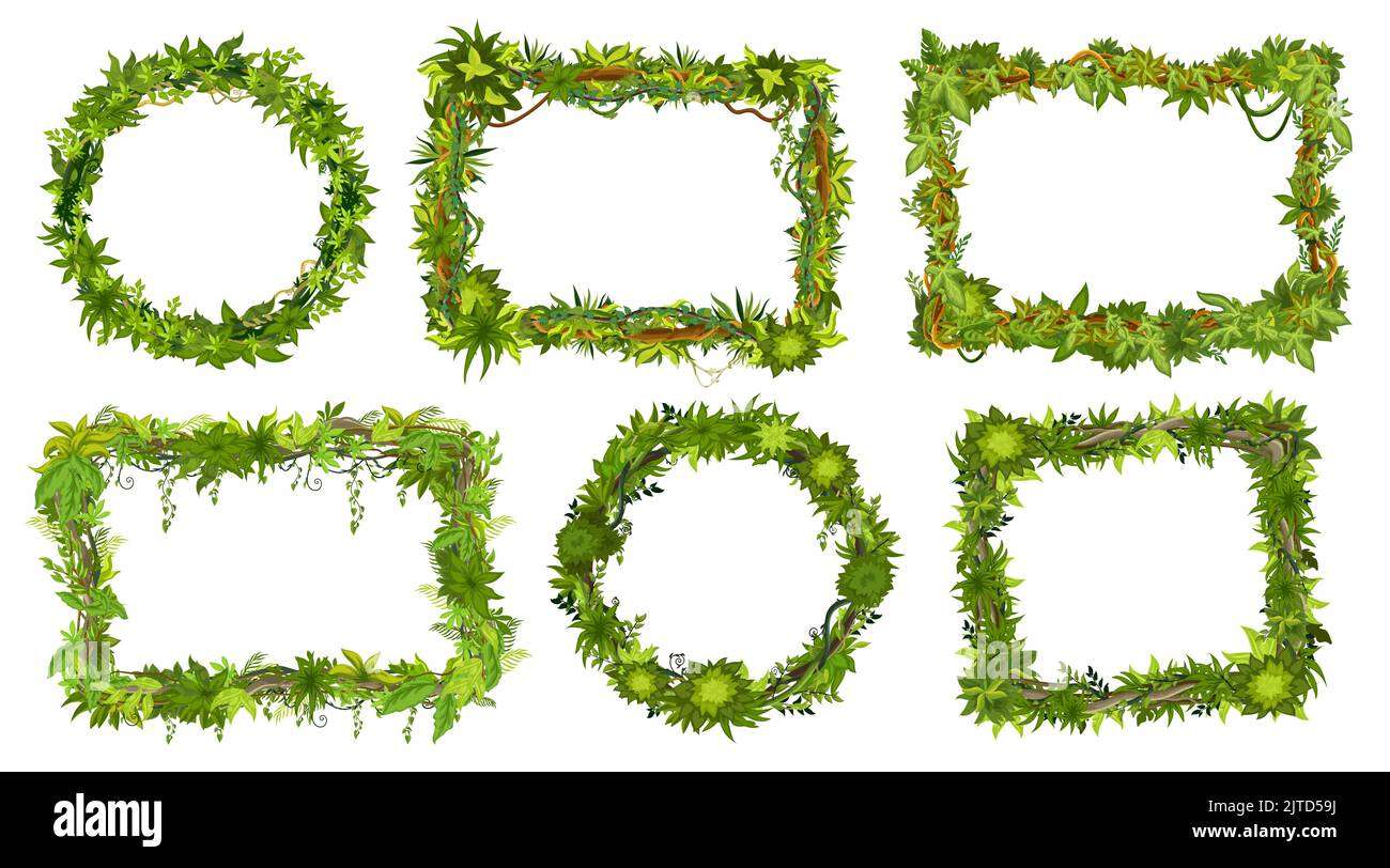 découvrez notre guide complet sur les plantes à feuilles rondes, avec des conseils pour bien les choisir et les entretenir afin d'embellir votre intérieur.