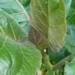 Plantes à feuilles rondes : guide complet pour bien les choisir et les entretenir