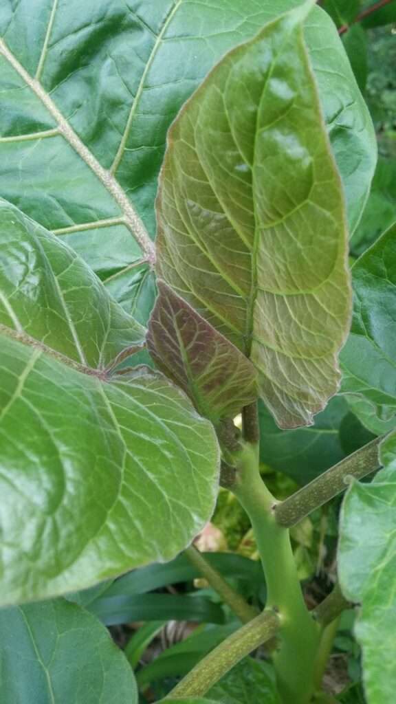 découvrez notre guide complet sur les plantes à feuilles rondes : conseils pour bien les choisir et astuces pour leur entretien afin de les garder en pleine santé.