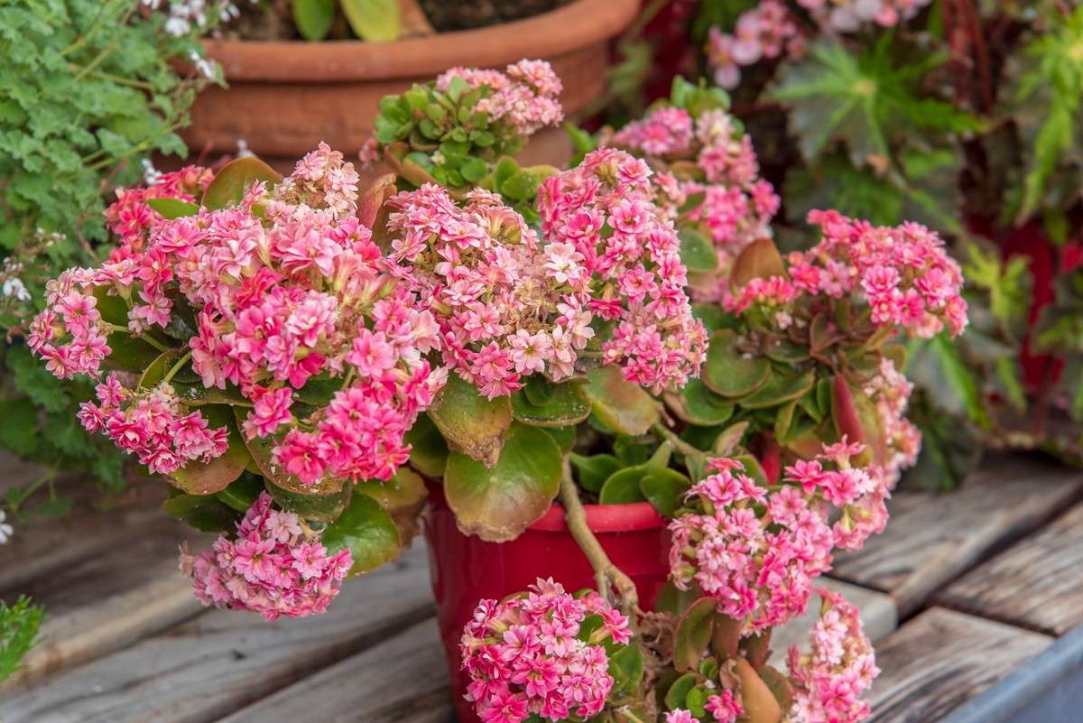 découvrez nos conseils pour entretenir vos plantes grasses à fleurs et explorez les différentes variétés colorées pour embellir votre intérieur ou jardin.