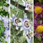 Tout savoir sur les plantes grasses à fleurs : conseils et variétés à découvrir