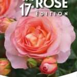 Quel est le prix d&rsquo;une rose rouge en 2026 ?