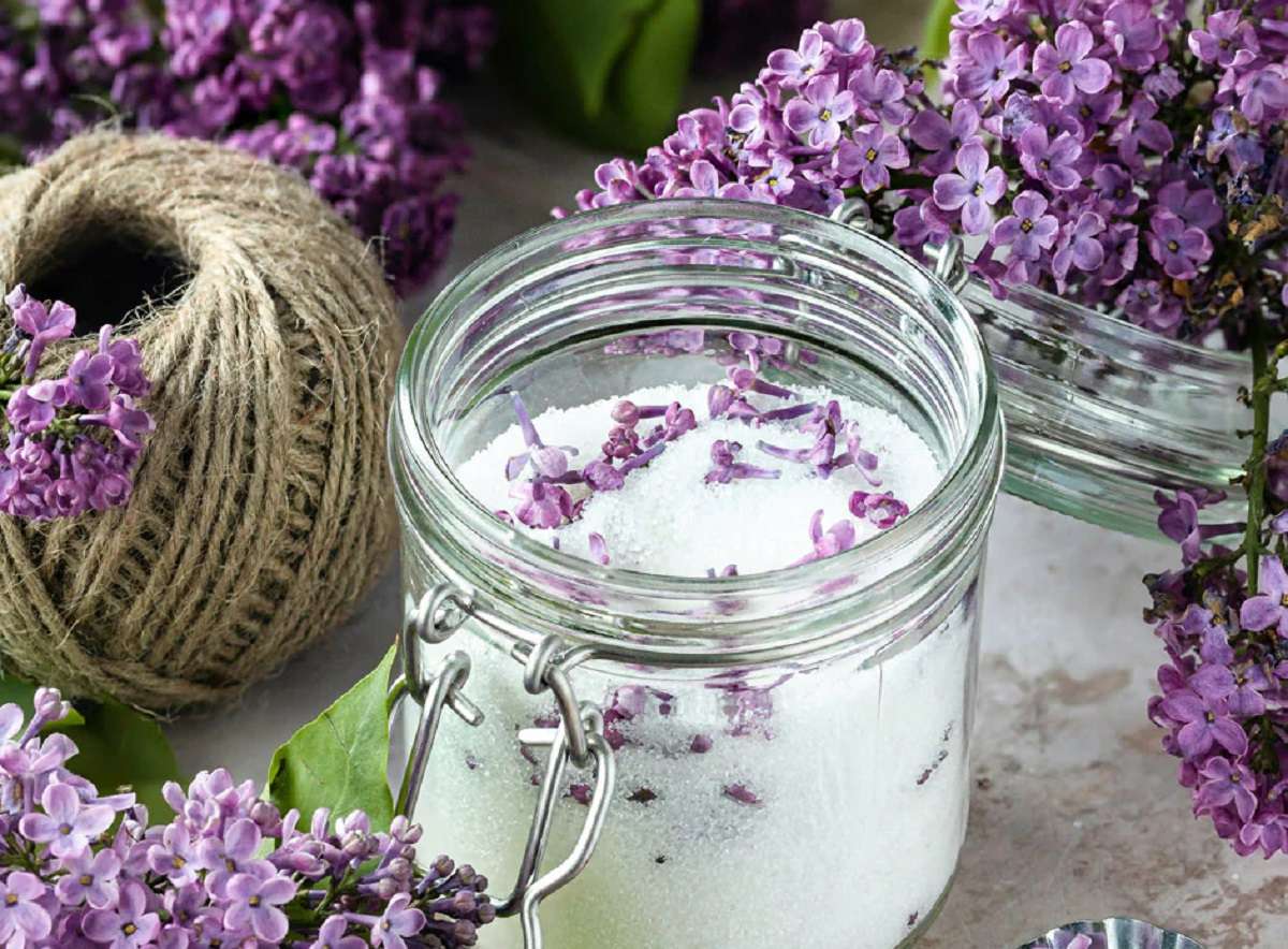 découvrez la signification spirituelle du lilas et ses bienfaits pour l'âme et le bien-être. explorez comment cette fleur symbolise la sérénité, la purification et l'amour.