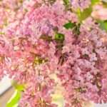 La signification spirituelle du lilas et ses bienfaits cachés