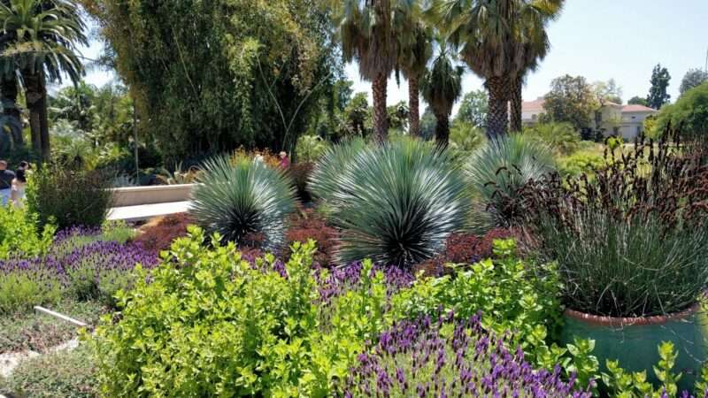 découvrez les différentes variétés de yucca idéales pour embellir votre jardin avec leurs feuilles graphiques et leur floraison spectaculaire.