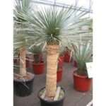 Variétés de yucca pour l&rsquo;extérieur : choisir la meilleure pour votre jardin