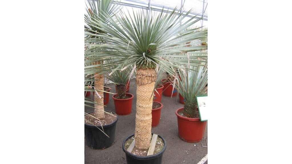 découvrez les différentes variétés de yucca idéales pour embellir votre jardin, leurs caractéristiques et conseils de culture.